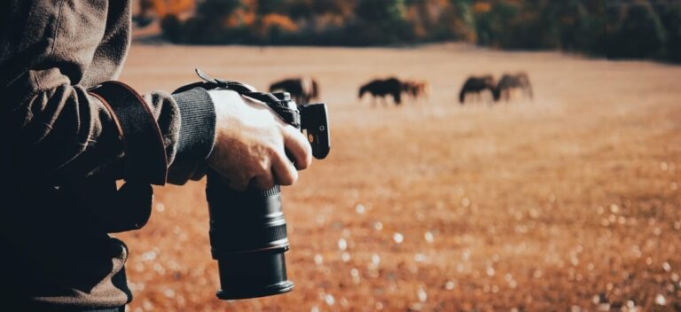Wildlife Photography Tips for Beginners (Techniques)